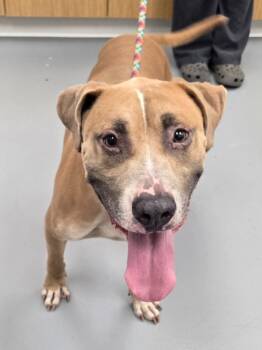 Rescue Shepherd and Labrador Retriever Dogs for Adoption in Hartsville, South Carolina - Biggie | PetCurious