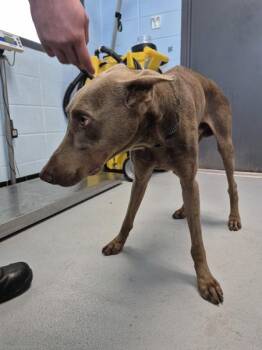 Ic10 - Zeus -  Doberman Pinscher Dog for Adoption in Lawrenceville, Georgia - Ic10 - Zeus | PetCurious