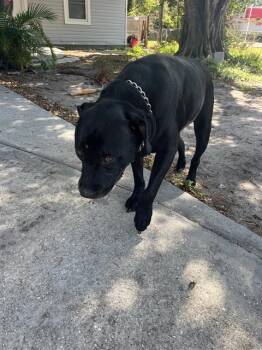 Labrador Retriever Dogs Available for Adoption in Palmetto, Florida - CLARK | PetCurious