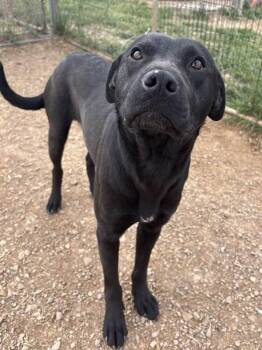Black Labrador Retriever and American Staffordshire Terrier Dogs Available for Adoption in Munfordville, Kentucky - Bubba | PetCurious