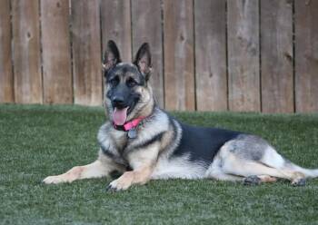 Ivy -  German Shepherd Dog Dog for Adoption in San Diego, California - Ivy | PetCurious