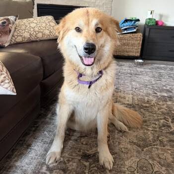 Golden Retriever and Chow Chow Dogs Available for Adoption - Willow | PetCurious