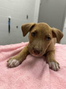 LILO -  Pit Bull Terrier Dog for Adoption in Indianapolis, Indiana - LILO | PetCurious