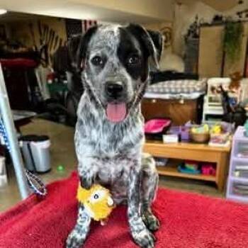 Bluey -  Australian Cattle Dog Blue Heeler Dog for Adoption in Shelby, North Carolina - Bluey | PetCurious
