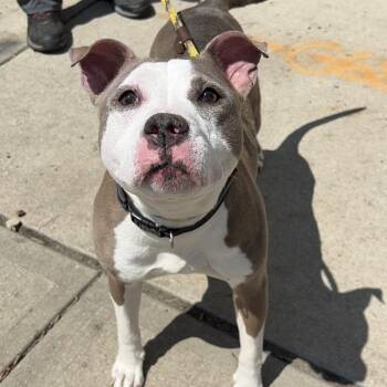 Princess -  Pit Bull Terrier Dog for Adoption in Newark, New Jersey - Princess | PetCurious