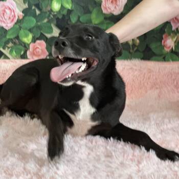Larry -  Mixed Breed Dog for Adoption in Lubbock, Texas - Larry | PetCurious