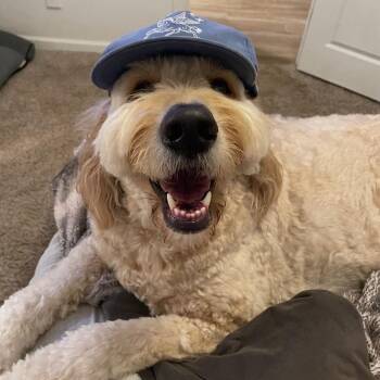 Goldendoodle Dogs Available for Adoption in Yukon, Oklahoma - Finn | PetCurious