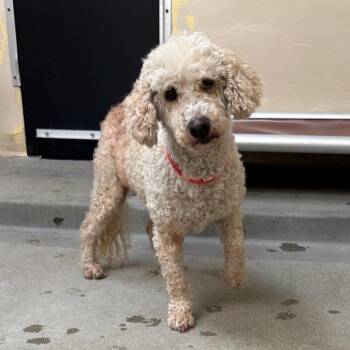 Opal* -  Poodle and Mixed Breed Dog for Adoption in San Gabriel, California - Opal* | PetCurious