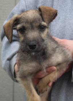 Terrier and Mixed Breed Dogs Available for Adoption in Vacaville, California - Dixy | PetCurious