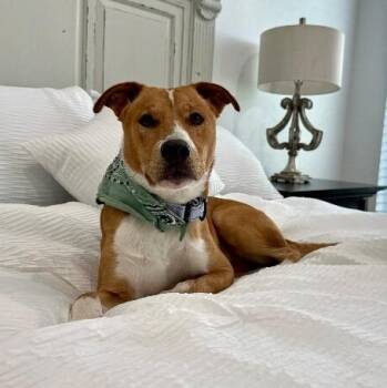 Ben There Loved That -  Pit Bull Terrier and Basenji Dog for Adoption in Friendswood, Texas - Ben There Loved That | PetCurious