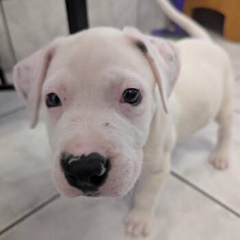 Ollie -  Boxer and Mixed Breed Dog for Adoption in Marshall, Texas - Ollie | PetCurious