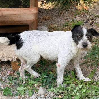 MADRE -  Terrier and Poodle Dog for Adoption in Graham, Washington - MADRE | PetCurious