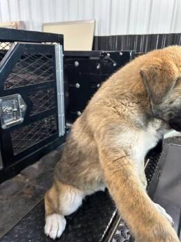 German Shepherd Dog Dogs Available for Adoption in Hobbs, New Mexico - Ana | PetCurious