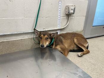 CRONUT -  German Shepherd Dog and Mixed Breed Dog for Adoption in Grand Prairie, Texas - CRONUT | PetCurious