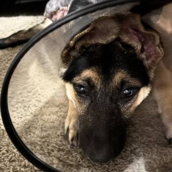 Peggy Sue 9/03/2026 -  German Shepherd Dog Dog for Adoption in Van Horne, Iowa - Peggy Sue 9/03/2026 | PetCurious
