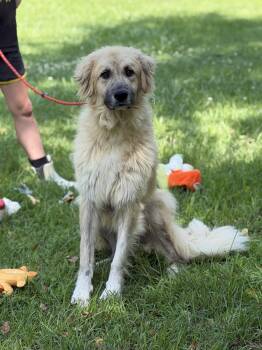 DUKEY -  Great Pyrenees and Anatolian Shepherd Dog for Adoption in Locust Fork, Alabama - DUKEY | PetCurious