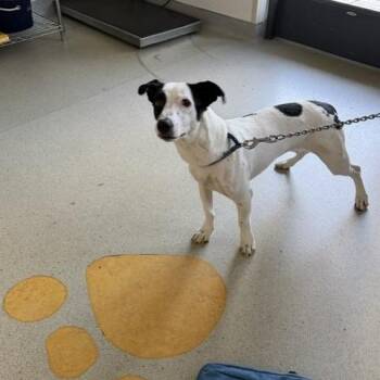 Jack Russell Terrier and Cattle Dog Dogs Available for Adoption in Nashville, Tennessee - Lamb | PetCurious