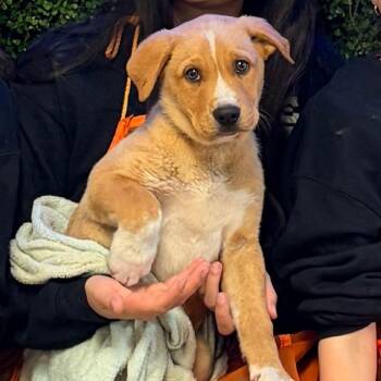 Moses -  Mixed Breed Dog for Adoption in Spokane, Washington - Moses | PetCurious