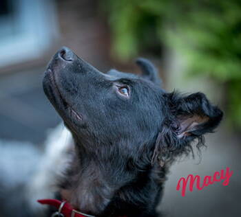 Rescue Curly Coated Retriever and Sheep Dog Dogs for Adoption in Houston, Texas - Macy #lap-dog-wanna-be | PetCurious