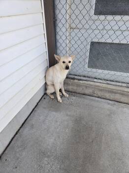 Terrier Dogs Available for Adoption in Maquoketa, Iowa - Forrest | PetCurious