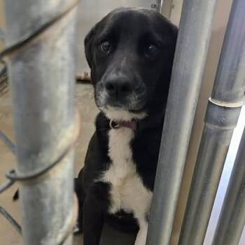 Border Collie Dogs Available for Adoption in Enterprise, Alabama - 260324K125 - Voyage | PetCurious