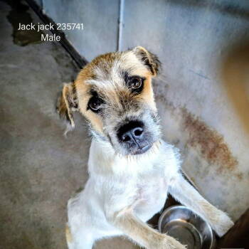 Rescue Jack Russell Terrier Dogs for Adoption in Columbia, Tennessee - Jack Jack | PetCurious
