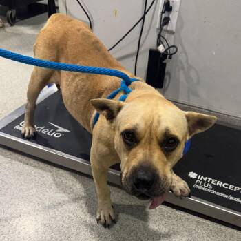 Hannah -  Terrier Dog for Adoption in Tampa, Florida - Hannah | PetCurious