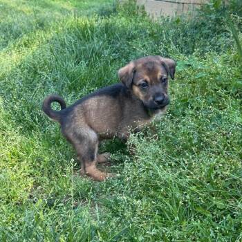 Claffey -  Mixed Breed Dog for Adoption in Fredericksburg, Virginia - Claffey | PetCurious