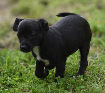Mabel -  Chihuahua Dog for Adoption in Mechanicsburg, Pennsylvania - Mabel | PetCurious