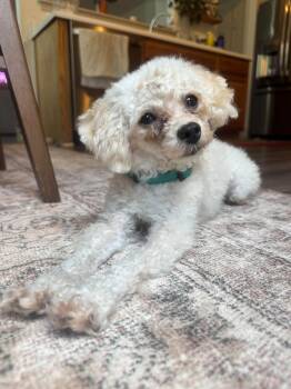 Moonpie -  Poodle Dog for Adoption in Greenville, South Carolina - Moonpie | PetCurious