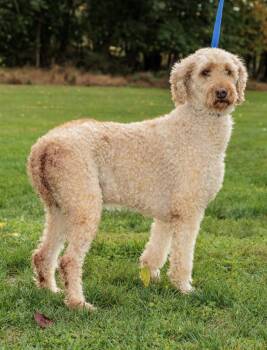 Rescue Goldendoodle Dogs for Adoption in Chester Springs, Pennsylvania - Apricot | PetCurious