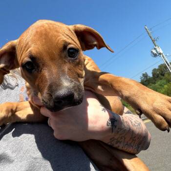 Coco -  Terrier and Mixed Breed Dog for Adoption in Marshall, Texas - Coco | PetCurious