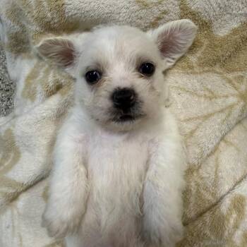 Ranger -  Jack Russell Terrier and Mixed Breed Dog for Adoption in West Chester, Pennsylvania - Ranger | PetCurious
