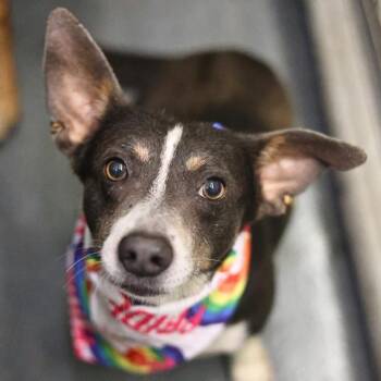PATTON -  Cardigan Welsh Corgi Dog for Adoption in San Antonio, Texas - PATTON | PetCurious