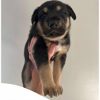 Juicy Jessica -  German Shepherd Dog and Mixed Breed Dog for Adoption in Olathe, Kansas - Juicy Jessica | PetCurious