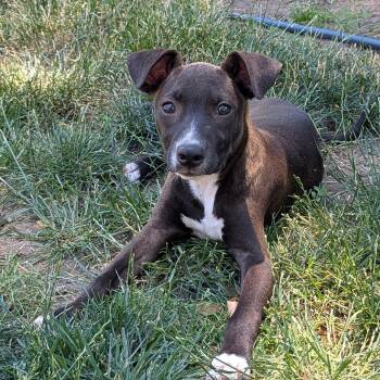 Camden -  Terrier Dog for Adoption in South Plainfield, New Jersey - Camden | PetCurious