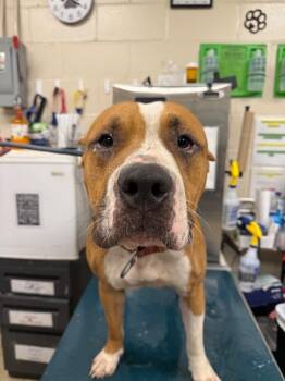 Big Dawg -  American Bulldog Dog for Adoption in Mobile, Alabama - Big Dawg | PetCurious