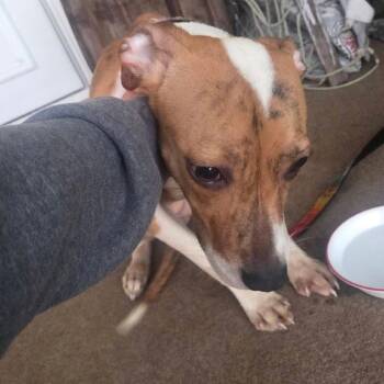 Honey -  Pit Bull Terrier and Mixed Breed Dog for Adoption in Pennsville Township, New Jersey - Honey | PetCurious