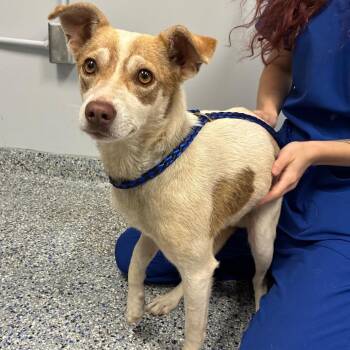 Stuart Little -  Jack Russell Terrier and Mixed Breed Dog for Adoption in Greenville, South Carolina - Stuart Little | PetCurious