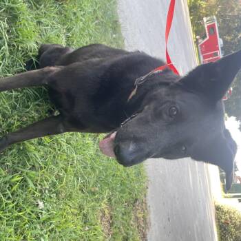 Daisy -  German Shepherd Dog Dog for Adoption in Winnie, Texas - Daisy | PetCurious