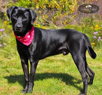 Cubby -  Black Labrador Retriever Dog for Adoption in Grayling, Michigan - Cubby | PetCurious