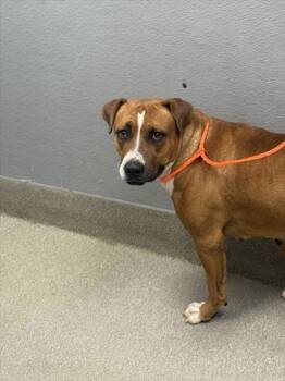 Rescue Pit Bull Terrier and Mixed Breed Dogs for Adoption in Las Vegas, Nevada - MARIBEL | PetCurious