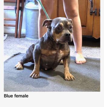 Blue -  Bulldog Dog for Adoption in Blue Springs, Missouri - Blue | PetCurious
