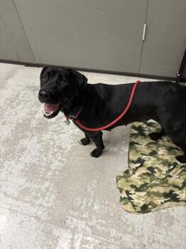 *Trixie* -  Labrador Retriever Dog for Adoption in Salt Lake City, Utah - *Trixie* | PetCurious