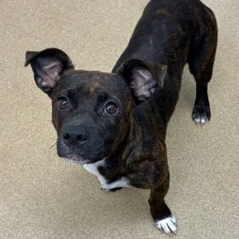Tiff -  Terrier and Mixed Breed Dog for Adoption in Corpus Christi, Texas - Tiff | PetCurious
