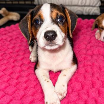 Bennett -  Catahoula Leopard Dog and Mixed Breed Dog for Adoption in Baton Rouge, Louisiana - Bennett | PetCurious