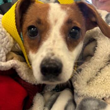 YORK-Stray-16175 -  Jack Russell Terrier and Mixed Breed Dog for Adoption in York, Pennsylvania - YORK-Stray-16175 | PetCurious