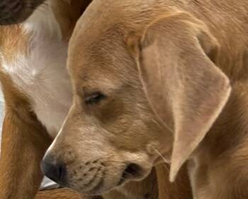 Rescue Catahoula Leopard Dog and Mixed Breed Dogs for Adoption in Olathe, Kansas - HEZEKIAH | PetCurious