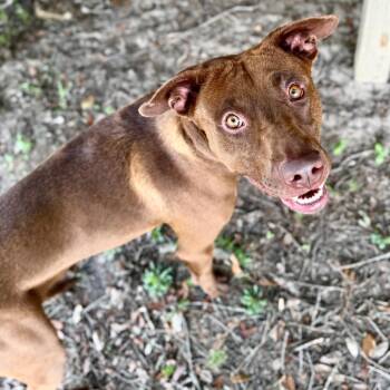 Mixed Breed Dogs Available for Adoption in Milton, Florida - Radiator | PetCurious