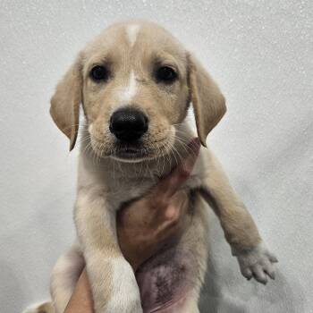 Troy -  Labrador Retriever and Hound Dog for Adoption in Kalamazoo, Michigan - Troy | PetCurious